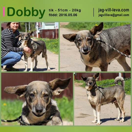 ➡️ DOBBY, tik > jag-vill-leva.com ❣️
